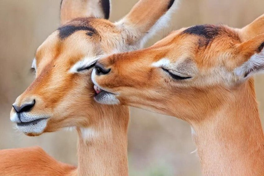 8 Days Cultural Tours and Wildlife Experience 4
