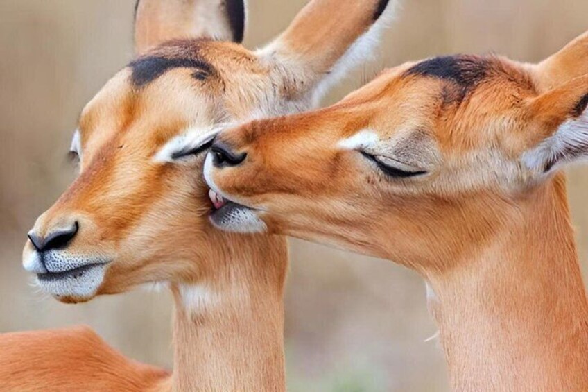 Two antelopes with their heads close together. 5