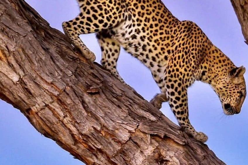 A leopard climbing a tree. 5