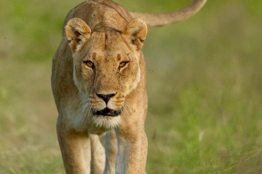 8 Days Cultural Tours and Wildlife Experience 1