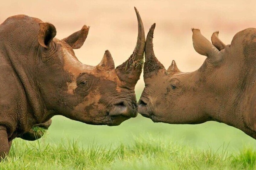 Two rhinoceroses in a grassy field. 4