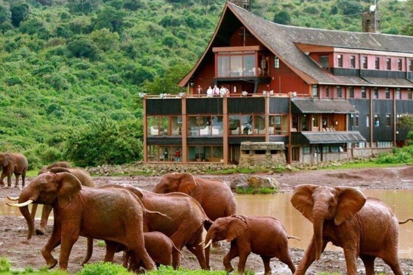 A herd of elephants near a lodge with a red and brown building. 1