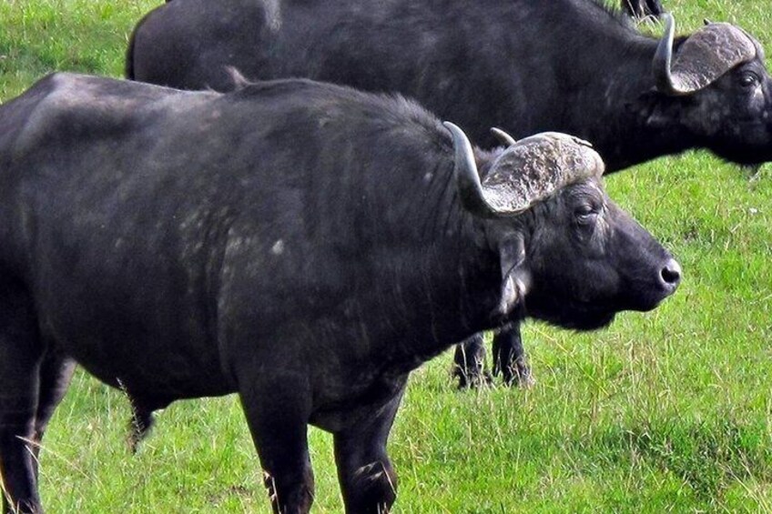 Two black cattle with curved horns in a grassy field. 2
