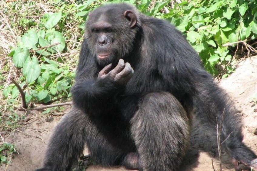 A chimpanzee sitting on the ground surrounded by greenery. 5