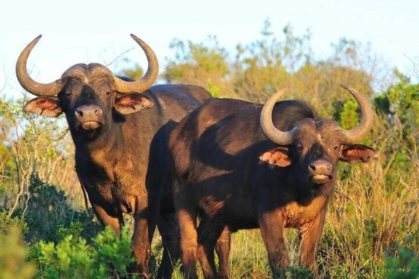 Two buffalo with large horns standing in a grassy field. 3