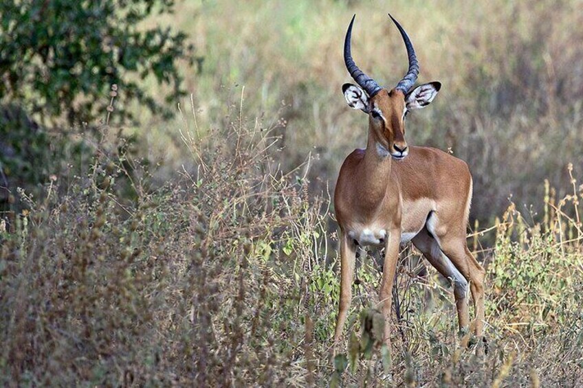 A kudu antelope standing in a grassy field. 5