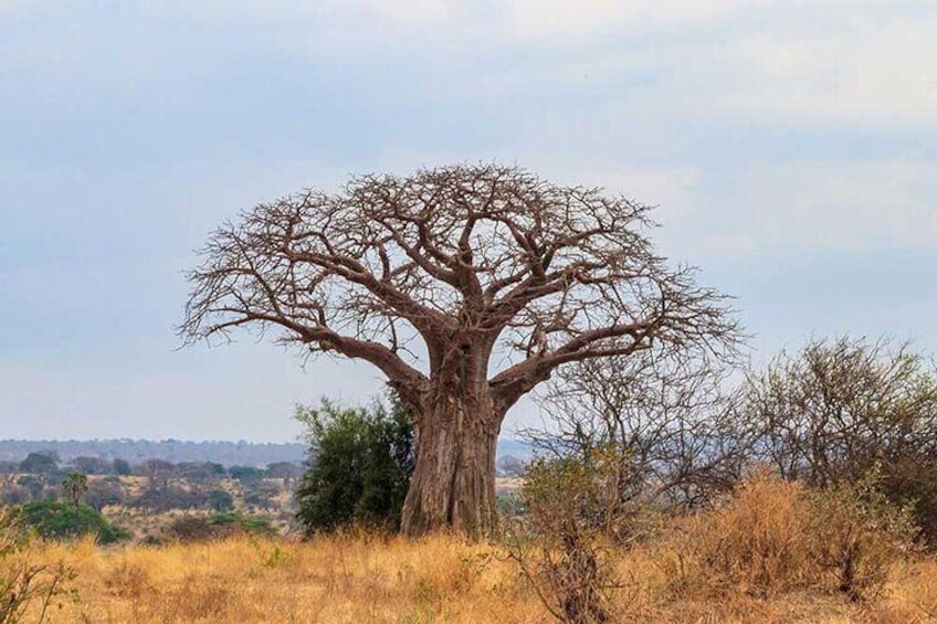 A solitary tree with a wide canopy in a grassy field. 2