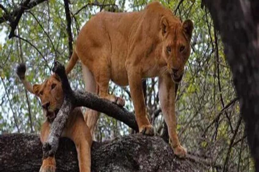 A lioness and cub on a tree branch in a forest. 4