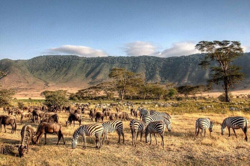 A savanna landscape with zebras and wildebeests grazing. 1