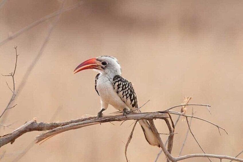 A bird with a large red beak perched on a branch. 3