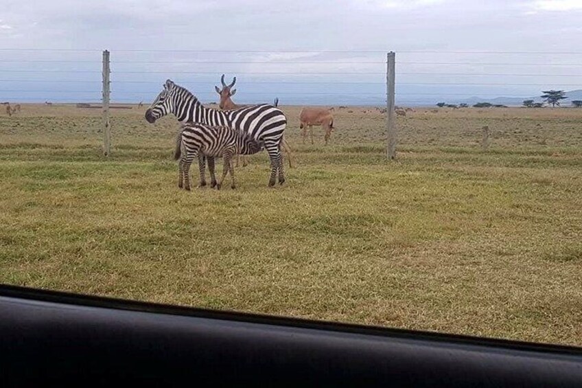 Zebras and an antelope in a grassy field with a fence and a body of water in the background. 2