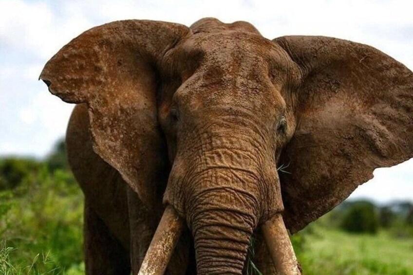 An elephant in a grassy field. 1