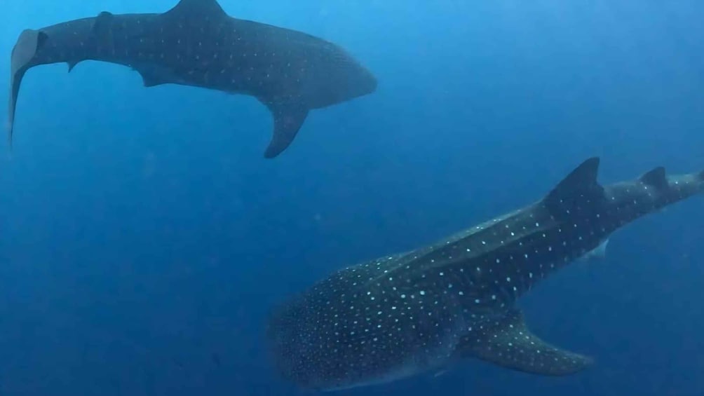 Two whale sharks swimming in the ocean. 4