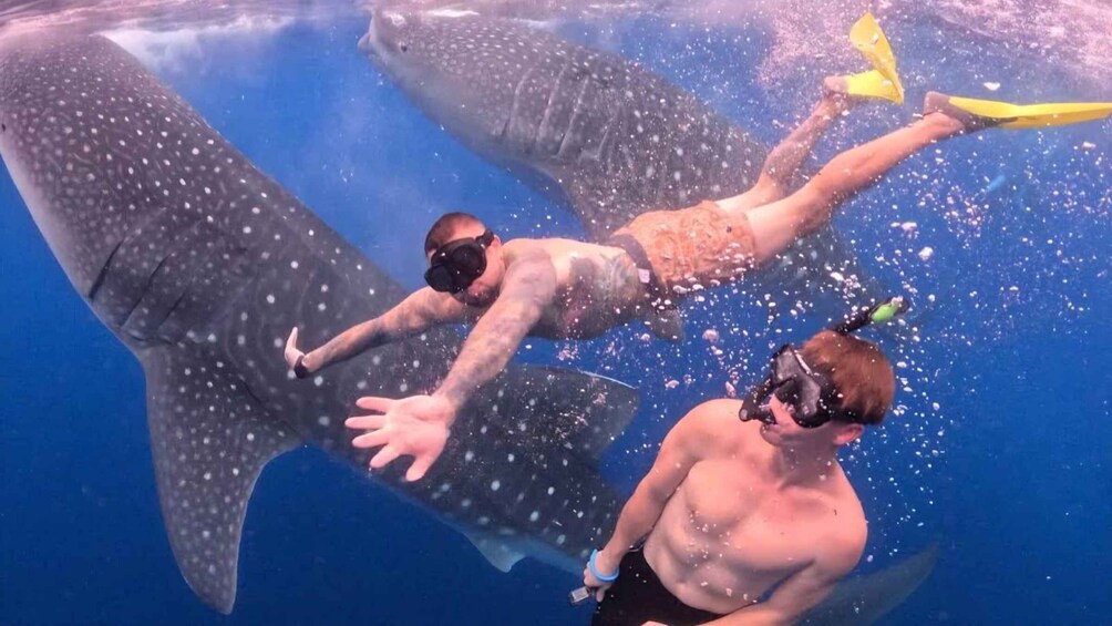 Two people snorkeling with large whale sharks. 3
