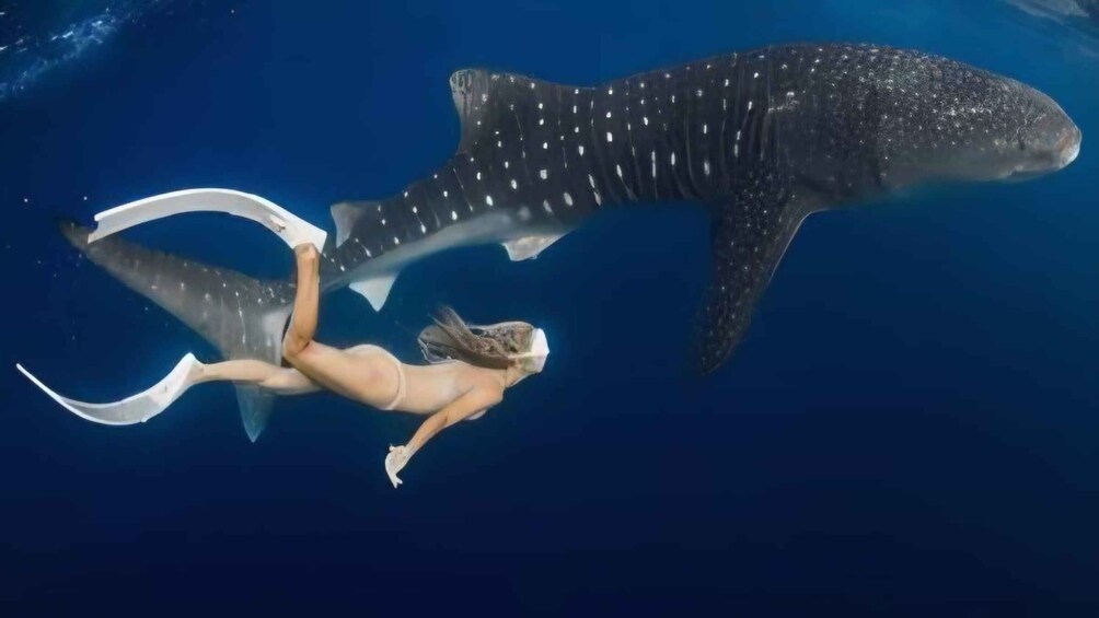 A diver swimming near a whale shark. 1