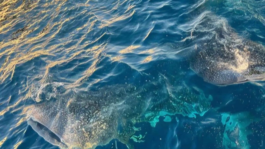 A large whale swimming near a coral reef. 5