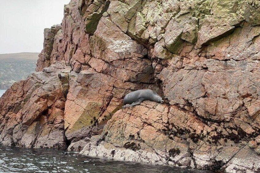 A seal resting on a rocky cliff by the water. 5