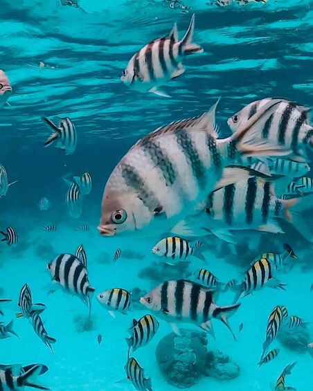 A school of striped fish swimming in clear blue water. 5