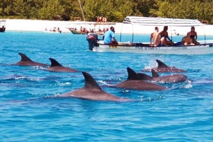Dolphins swimming in the water near a boat with people on it. 2