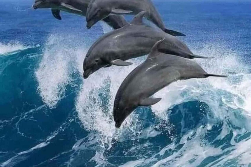 Dolphins jumping out of the ocean. 1