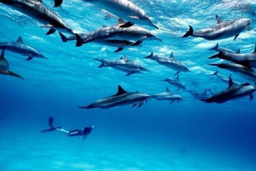 A diver swimming among a school of dolphins in clear blue water. 3