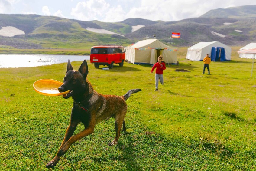 A dog with a frisbee, tents, a red vehicle, and a flag in a grassy field. 3
