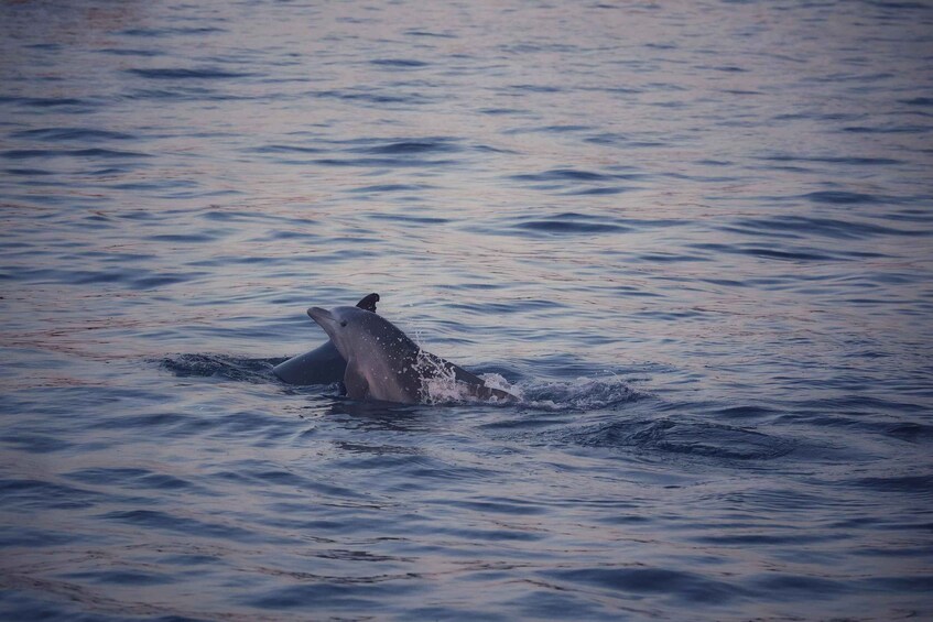 A dolphin breaching the water's surface. 2