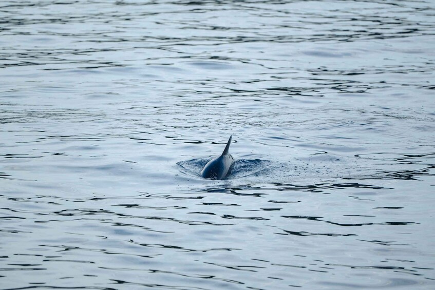 Picture 6 for Activity Rovinj: Sunset Lim Fjord Tour with BBQ, Swimming & Dolphins 5