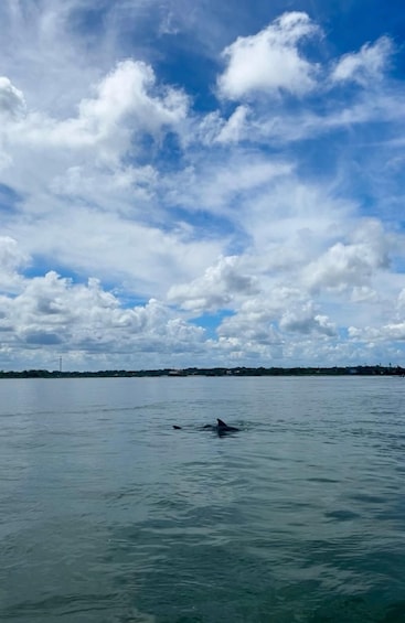 A body of water with a dolphin swimming, a clear sky with clouds, and a distant shoreline. 3