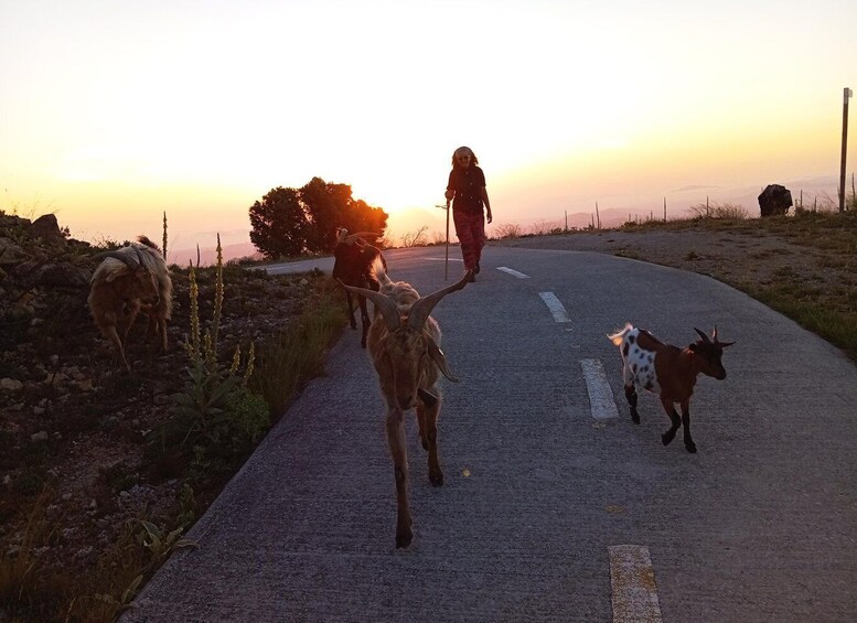 A person walking a dog and goats on a rural road during sunset. 5