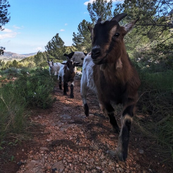 A group of goats walking on a rocky path surrounded by greenery and trees. 3