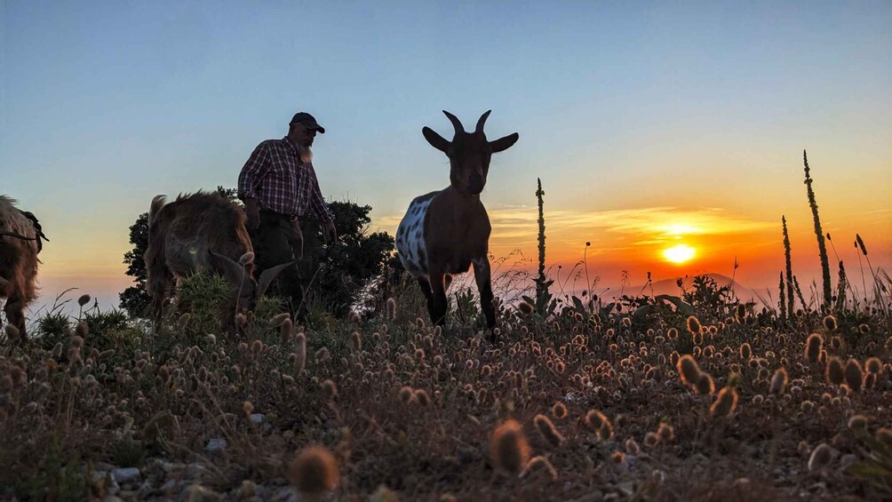 A person riding a horse in a field with a sunset in the background. 1