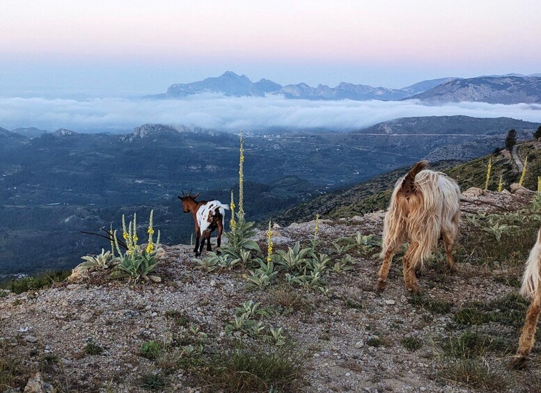 A goat and a dog on a rocky hillside with a mountainous landscape in the background. 2