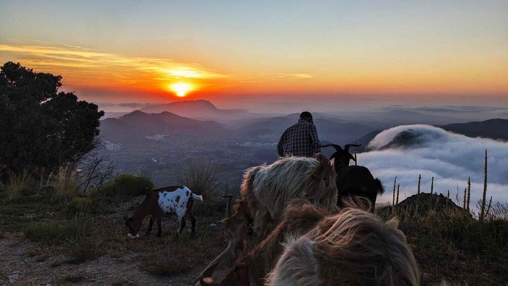 A person riding a goat on a mountain trail during sunset. 4