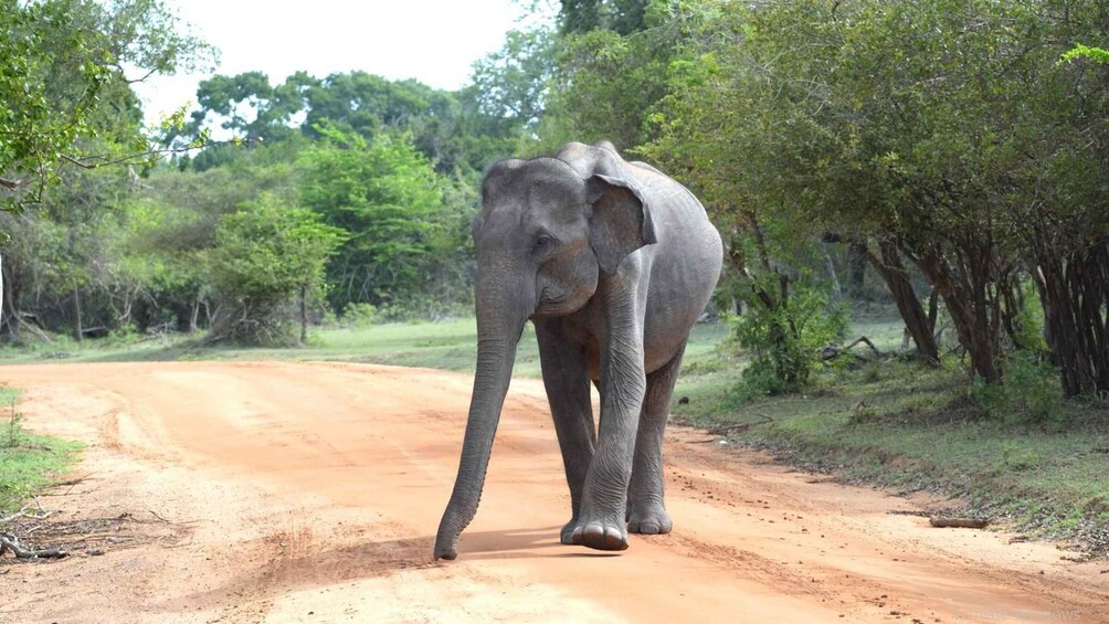 An elephant walking on a dirt road surrounded by trees. 3