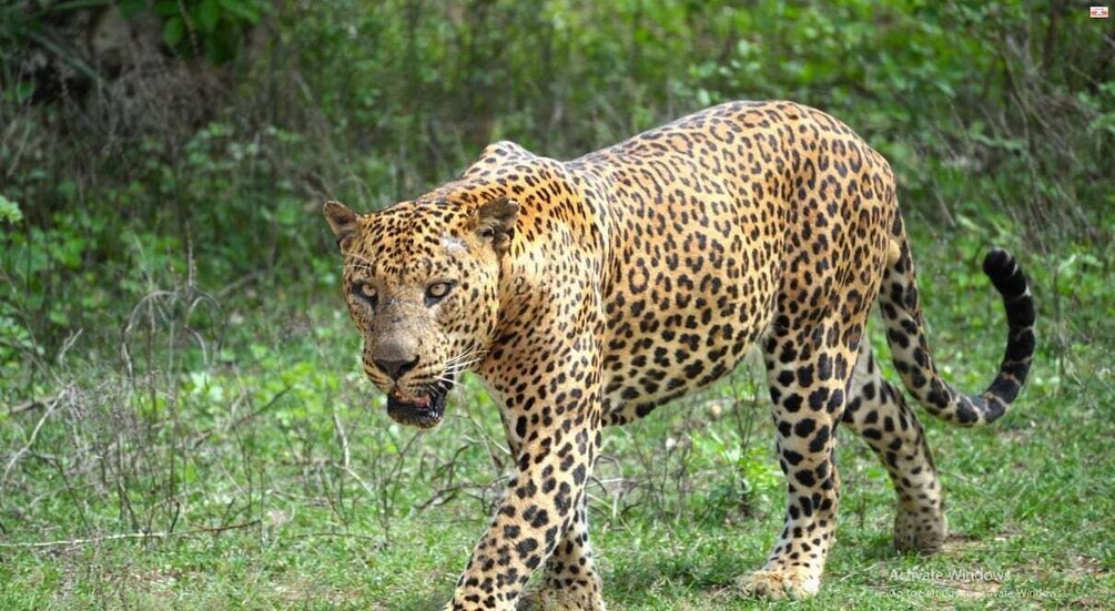 A leopard walking in a grassy area with dense foliage in the background. 2