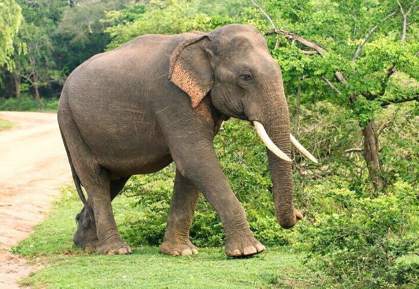 An elephant walking on a dirt path surrounded by greenery. 1