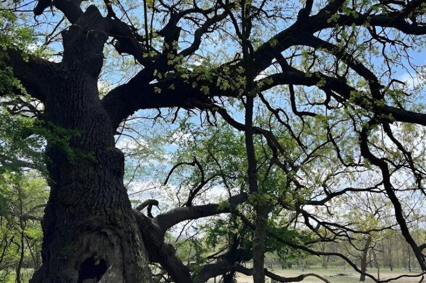A large tree with a thick trunk and sprawling branches in a forested area. 3