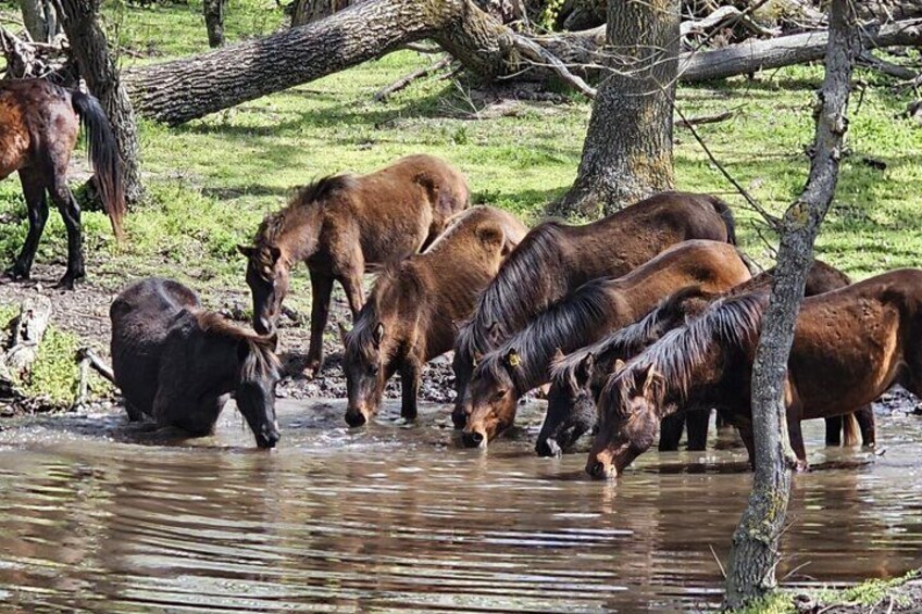 A group of horses drinking water at a stream in a grassy area with trees. 5