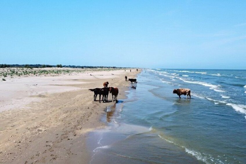 A beach with cattle standing in the shallow water and on the sand. 2