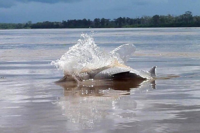 A dolphin leaping out of the water, creating a splash. 1