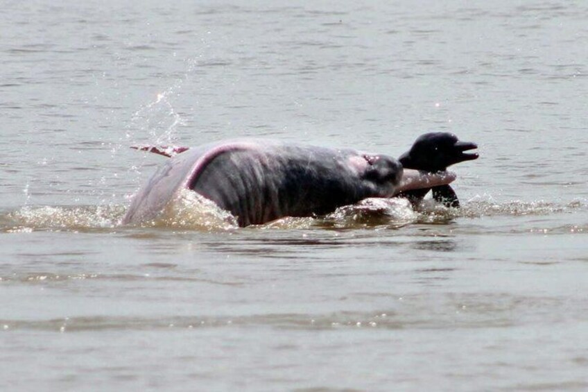A whale breaching the water's surface. 5
