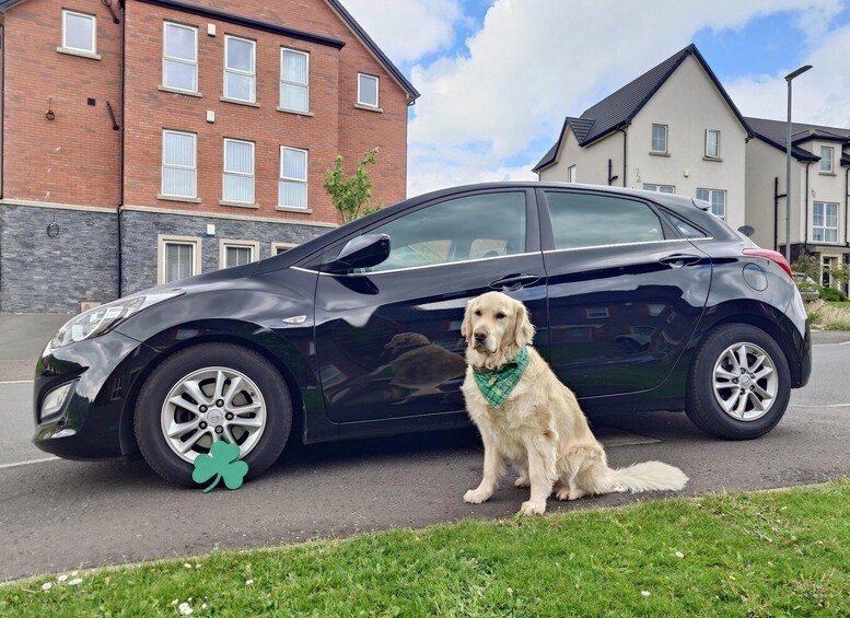 A black car parked on a street with a golden retriever sitting beside it. 4