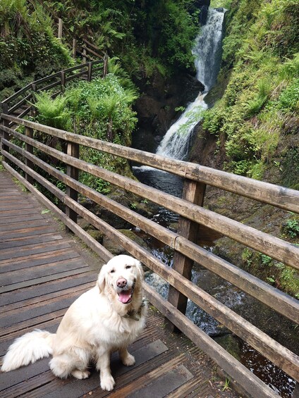 A dog sitting on a wooden bridge with a waterfall in the background. 2