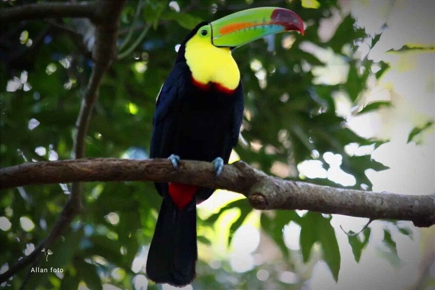 A toucan perched on a tree branch. 1