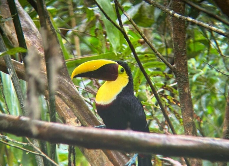 A toucan with a large yellow beak perched among dense green foliage. 3
