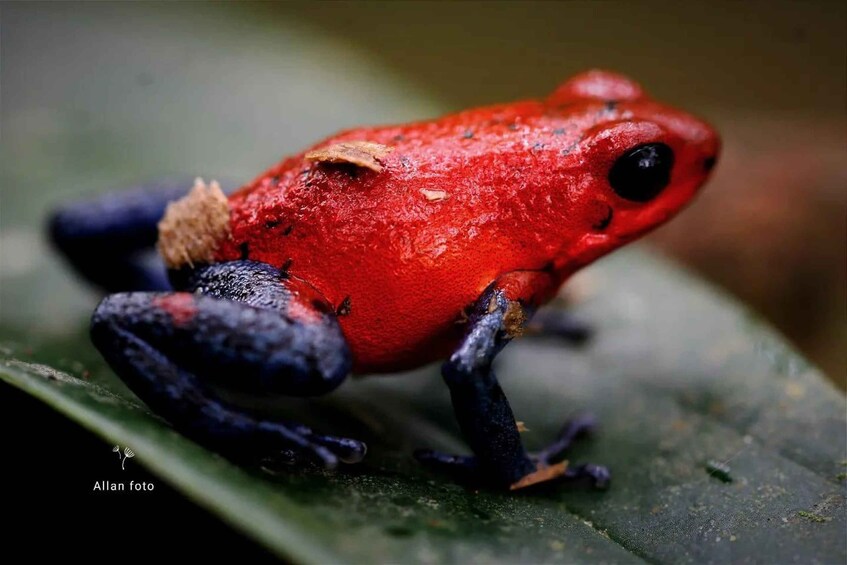 A red frog with black limbs on a green leaf. 2