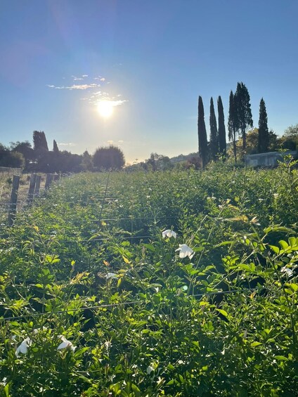 A field of green plants with a fence in the foreground and trees in the background under a clear sky. 5