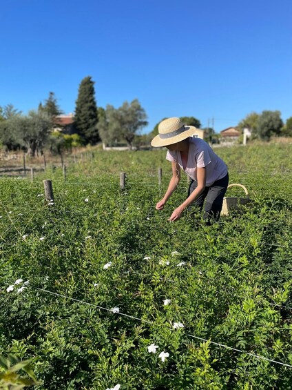 A person tending to a garden with a fence and trees in the background. 1
