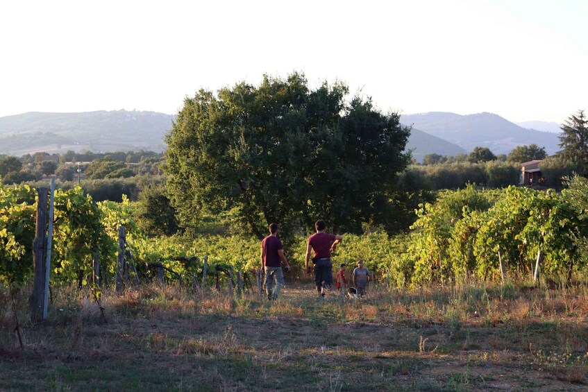 A vineyard with rows of grapevines, a large tree, and distant hills. 5